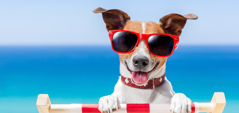 HVAC Services in Roswell Share Tips for Keeping Your Pets Cool